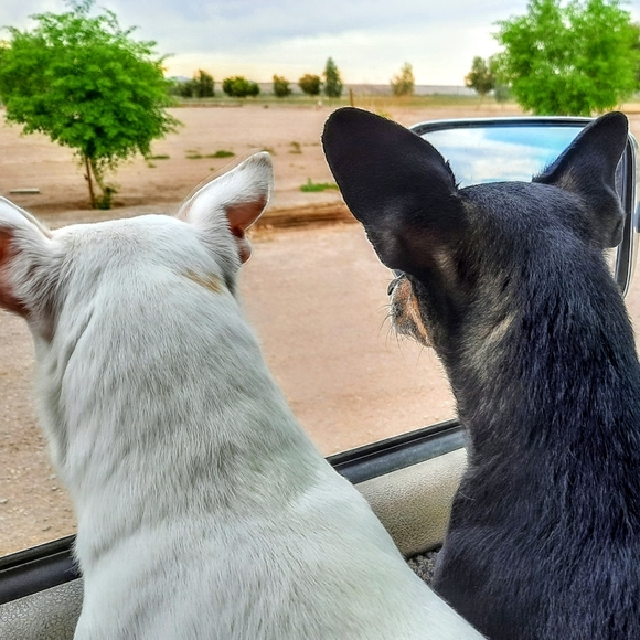 Meet your Posher, Judy - Picture 3 of 12